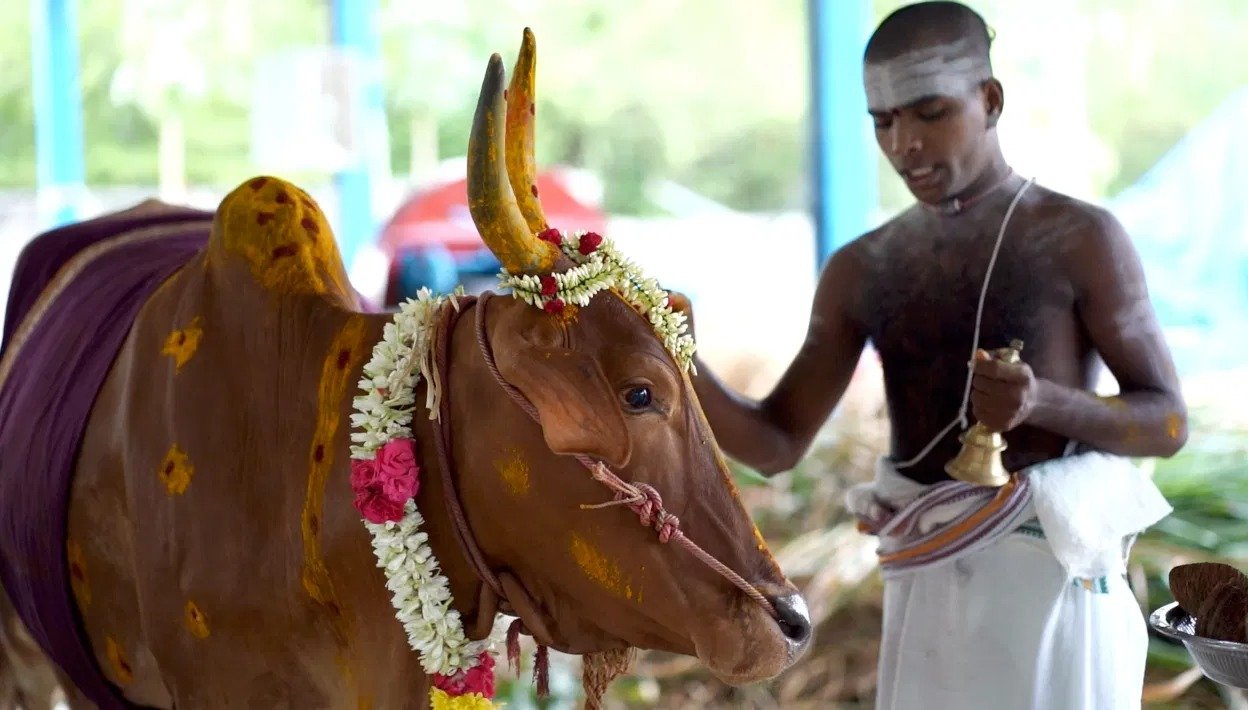 Goseva - Feeding Cows